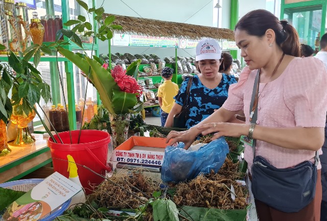 Sâm Ngọc Linh được trưng bày tại lễ hội.