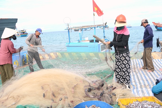 Thu hoạch cá cơm.