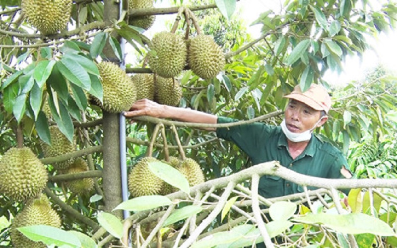 Ảnh minh hoạ. Nguồn:baogialai.com.vn.