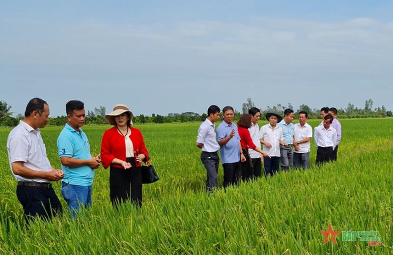 Ông Nguyễn Ngọc Hè, Phó chủ tịch UBND thành phố Cần Thơ (đội mũ tai bèo) thăm đồng lúa đông xuân của Hợp tác xã Hiệp Mỹ Phát.