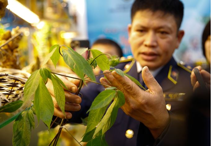 Ông Ngụy Đình Phúc, Đội trưởng Đội QLTT số 2, Cục QLTT Kon Tum chia sẻ, cách nhận diện phân biệt cây, lá sâm Ngọc Linh tươi