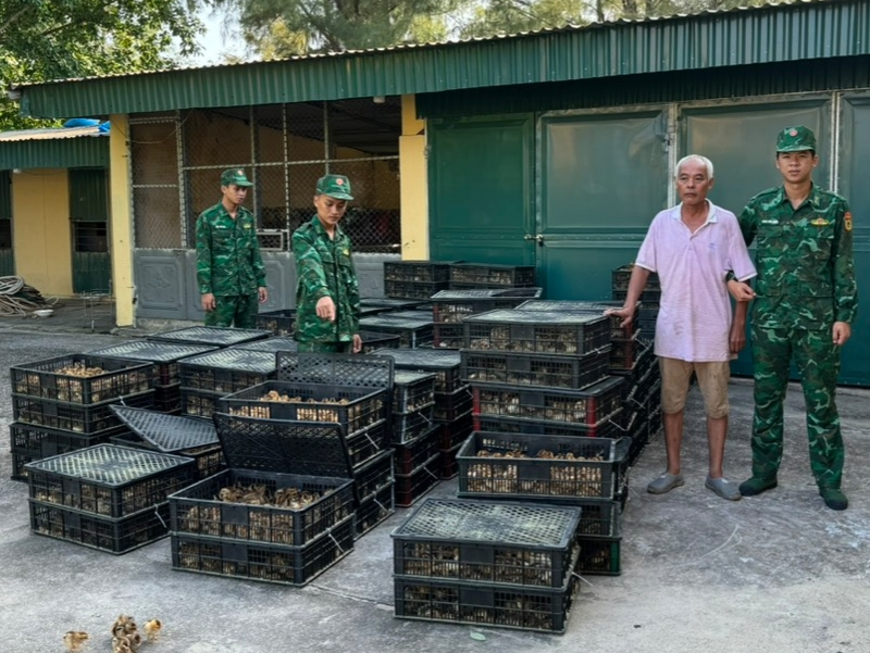 Lực lượng Bộ đội Biên phòng phát hiện, bắt giữ đối tượng vận chuyển trái phép gia cầm qua biên giới.