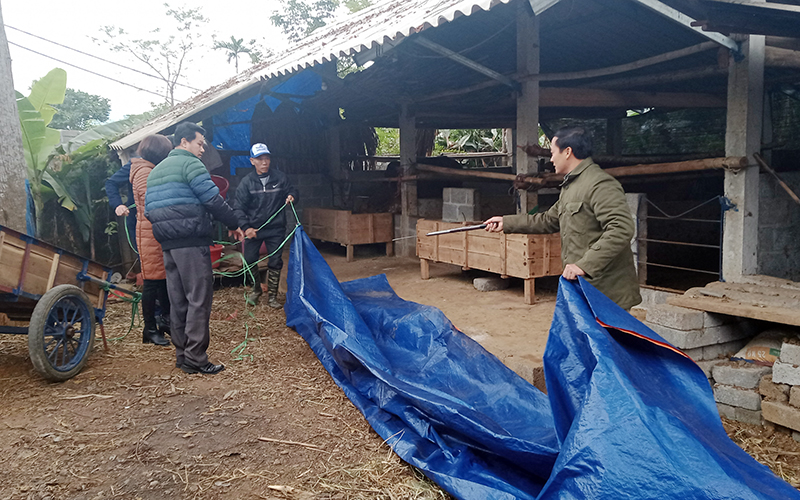 Khẩn trương phòng, chống đói, rét cho đàn gia súc