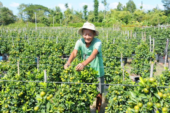 Trái cây, hoa kiểng Tết Nhâm Dần giảm mọi mặt