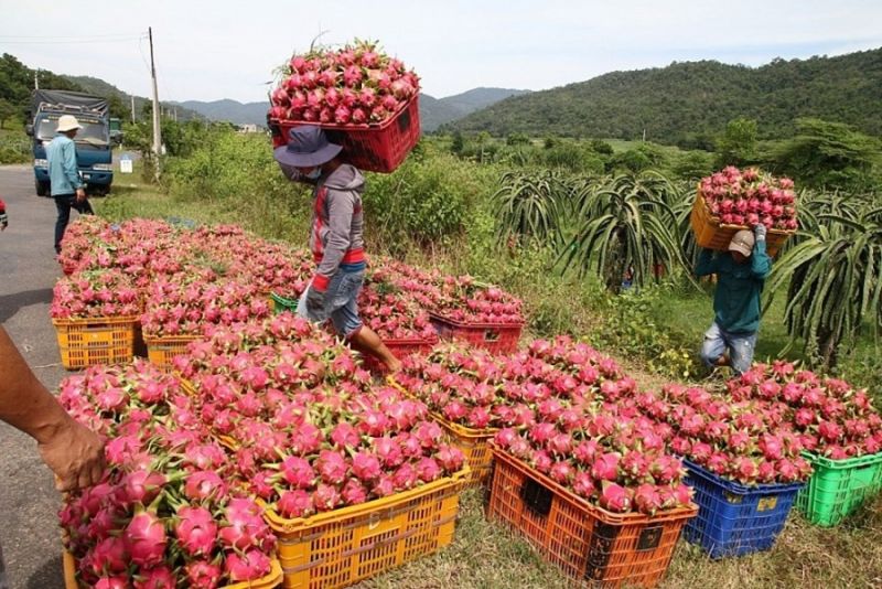 Không xuất khẩu được, Bộ Công Thương đề nghị gỡ khó cho tiêu thụ thanh long