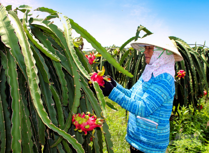 Tăng giá trị cho trái thanh long