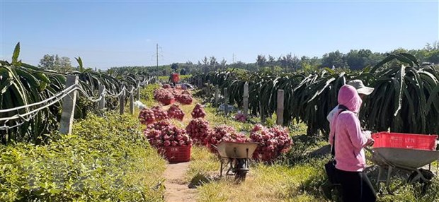 Hỗ trợ tiêu thụ nông sản nội địa để giảm áp lực cho xuất khẩu