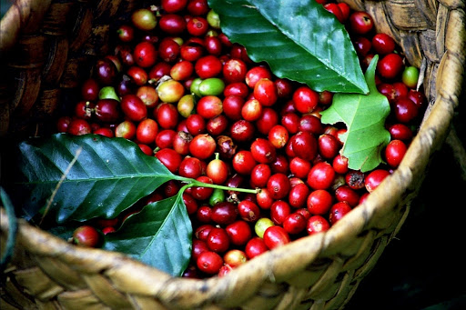 Giá cà phê hôm nay 15/1: Robusta giảm mạnh do nhu cầu suy yếu