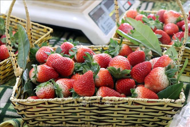 Thu trên 10 triệu đồng mỗi ngày từ trồng dâu tây