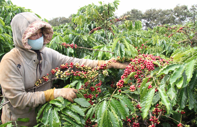 Thúc đẩy xuất khẩu nông sản, 'chiều' thị trường EU thế nào cho đúng?