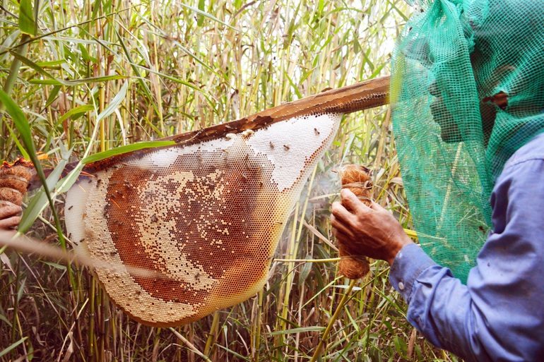 Từ mật ong rừng U Minh Hạ đến nghề di sản văn hóa phi vật thể Quốc gia