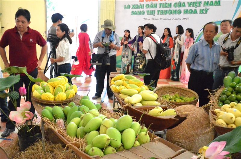 Lùi Lễ hội Xoài để chuẩn bị tốt hơn việc đưa xoài Việt ra biển lớn