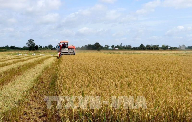 Xây dựng vùng nguyên liệu lúa gạo đạt chuẩn tại 2 tỉnh An Giang và Kiên Giang