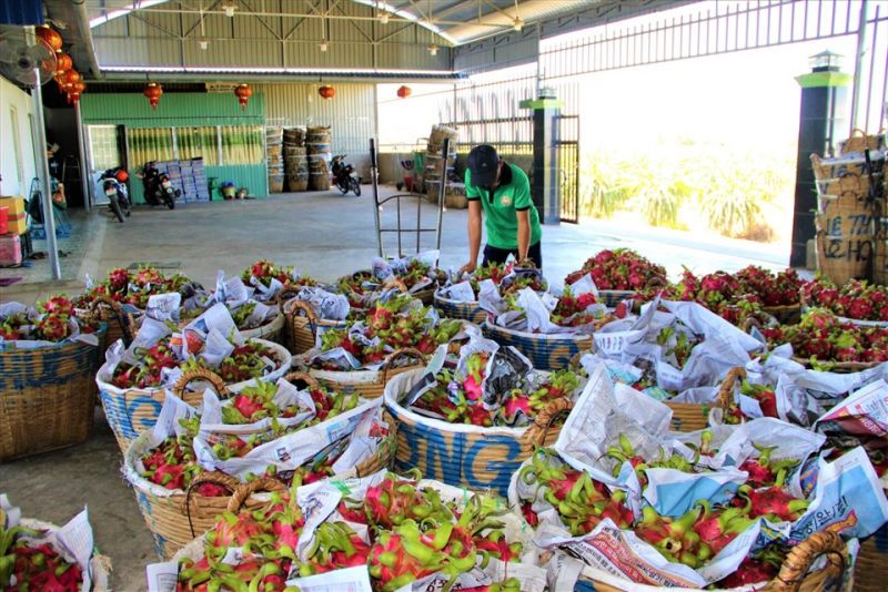 Tắc ở cửa khẩu, hầu hết nhà kho ở Long An đã ngừng mua thanh long