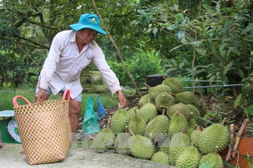 Sầu riêng ở Tiền Giang hút hàng, giá tăng gấp ba lần năm trước