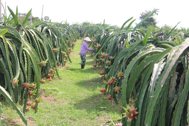 Giá thanh long giảm mạnh sau Tết, nông dân lỗ nặng