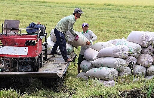 Giá lúa gạo hôm nay 26/2: Giá lúa tăng 200 đồng/kg