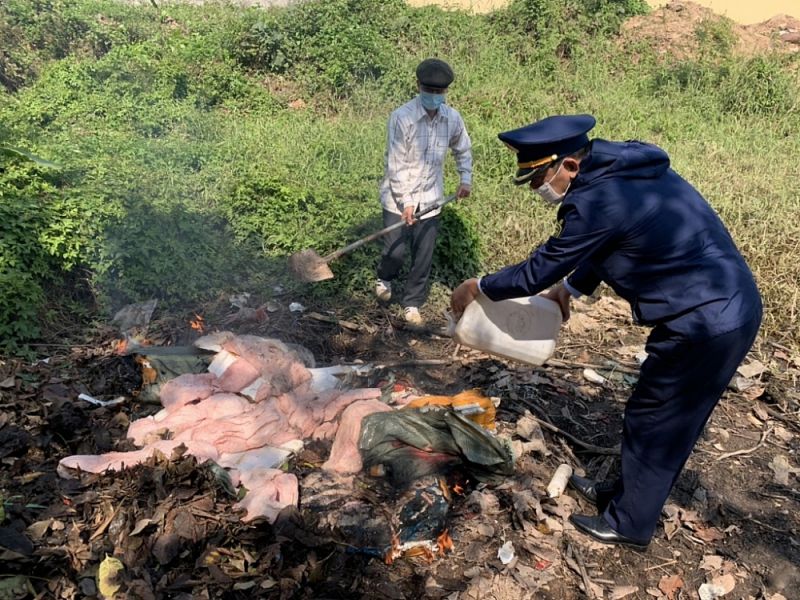 Móng Cái: Phát hiện, tiêu hủy 300 kg nầm lợn đã bốc mùi