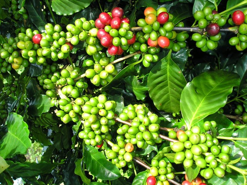 Giá cà phê hôm nay 26/2: Cà phê Arabica tăng trở lại