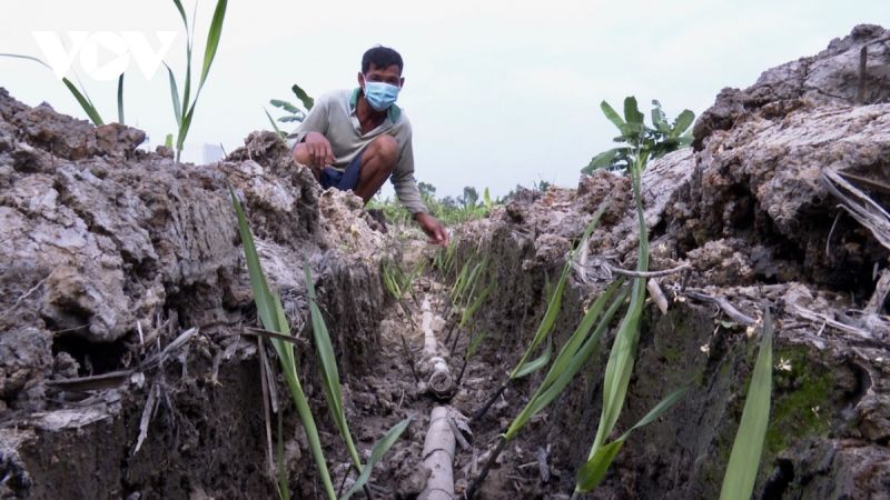 Vùng mía nguyên liệu lớn nhất ĐBSCL tiếp tục giảm diện tích gieo trồng