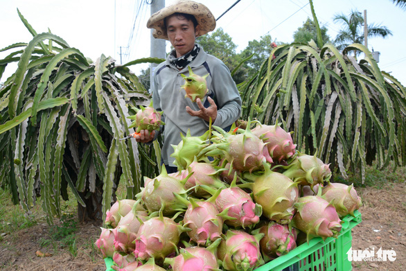 Xuất khẩu thanh long khó trăm bề