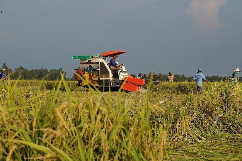 Giá lúa gạo hôm nay 1/3: Giá gạo có xu hướng giảm