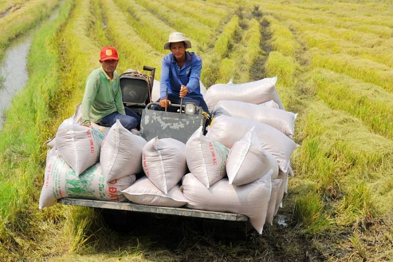 Giao dịch cầm chừng, đợi quan sát thị trường, giá lúa gạo sẽ ra sao?