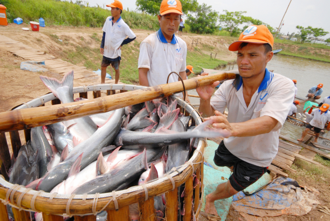 Giá cá tra nguyên liệu tăng cao kỷ lục