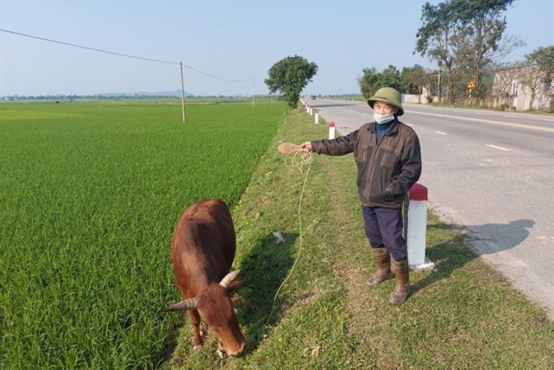 Mức phạt khi bỏ hoang đất trồng cây lâu năm