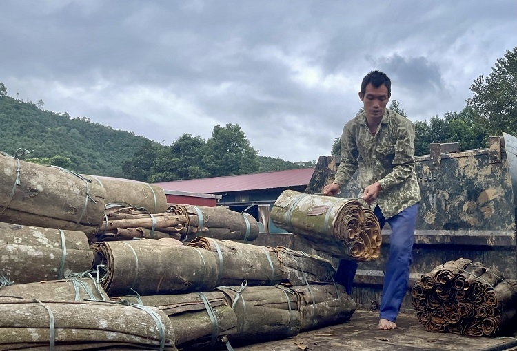 Về nơi cây quế hoá "vàng"