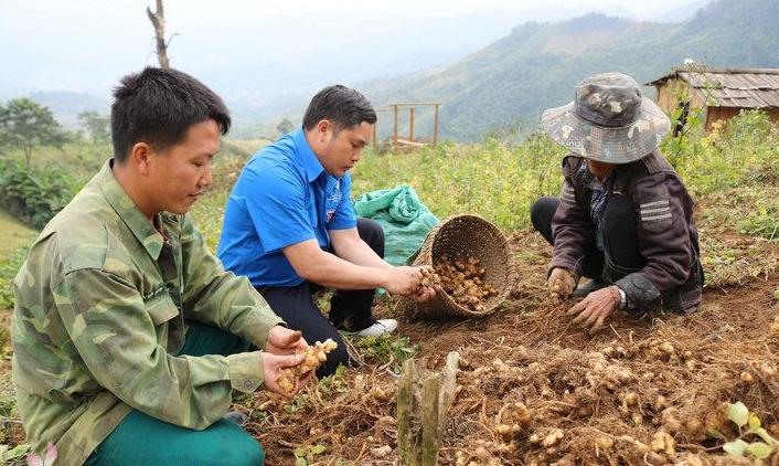 Gừng Kỳ Sơn chờ “giải cứu”