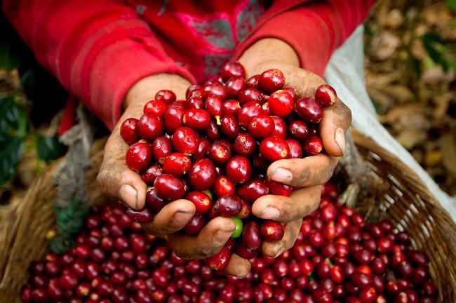 Giá cà phê hôm nay 25/3: Robusta giảm phiên thứ 3 liên tiếp