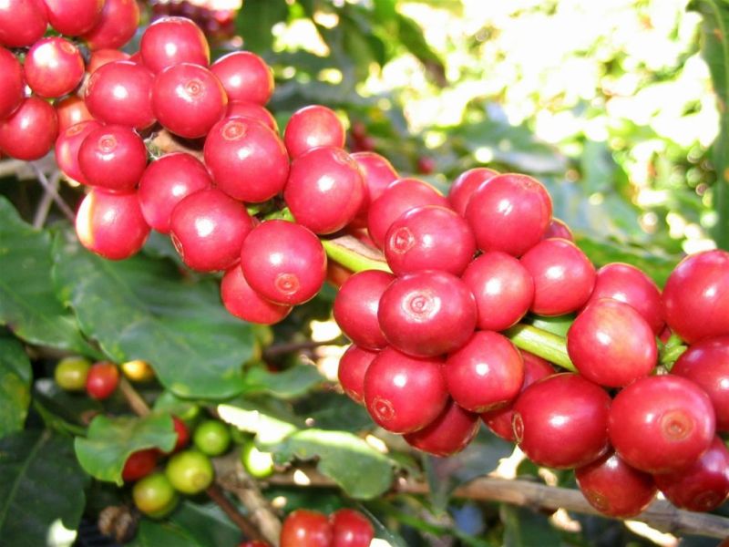 Giá cà phê hôm nay 26/3: Robusta tiếp tục xu hướng tăng nhẹ