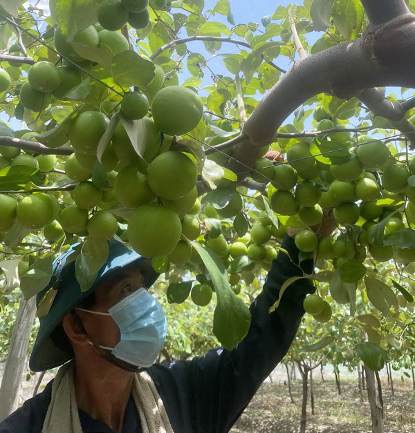 Khánh Hòa: Cây táo mang lại khoản lãi hàng trăm triệu đồng mỗi năm cho nông dân Cam Ranh