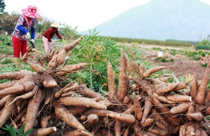 Xuất khẩu sắn sang thị trường Trung Quốc tiềm năng nhưng khó "bán thô"