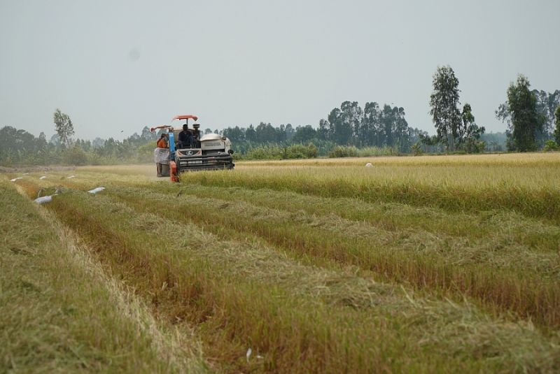 Giá lúa gạo hôm nay 13/4: Giá lúa nếp tươi giảm 100 đồng, giá xuất khẩu tăng nhẹ