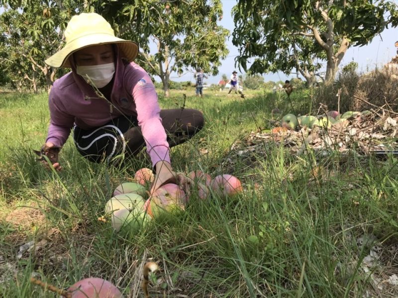 Khẩn trương xác minh xoài Úc rớt giá, dân để đầy gốc ở Khánh Hòa