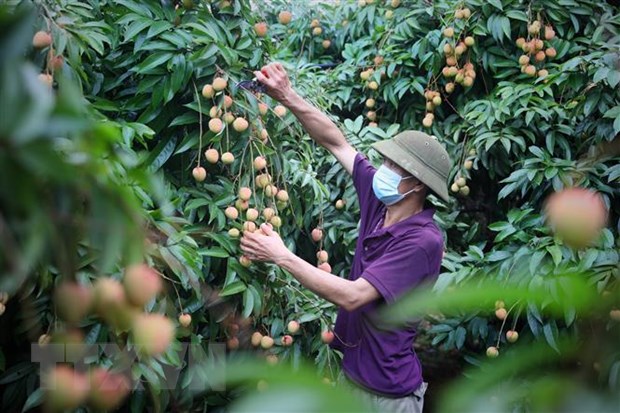 Gỡ 'nút thắt' trong bảo hộ chỉ dẫn địa lý nông sản tại nước ngoài