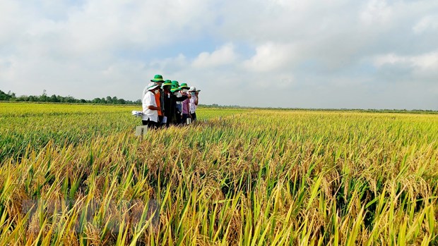 An Giang xây dựng và phát triển thương hiệu gạo quốc gia