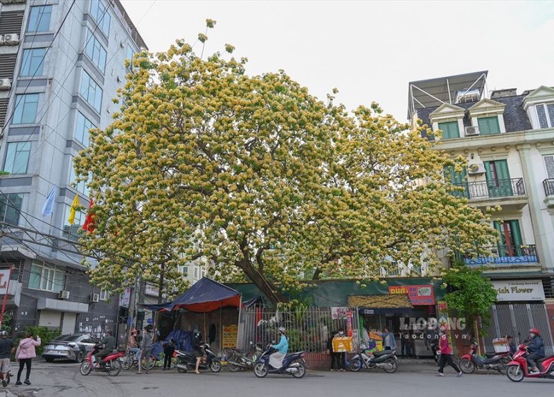 "Đến hẹn lại lên", cây hoa bún hơn 300 tuổi bung nở rực rỡ tại Thủ đô