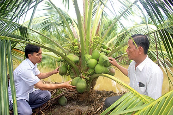 Thứ dừa lùn trồng năm trước năm sau đã "đẻ" quá trời trái, muốn hái nông dân Hậu Giang phải ngồi