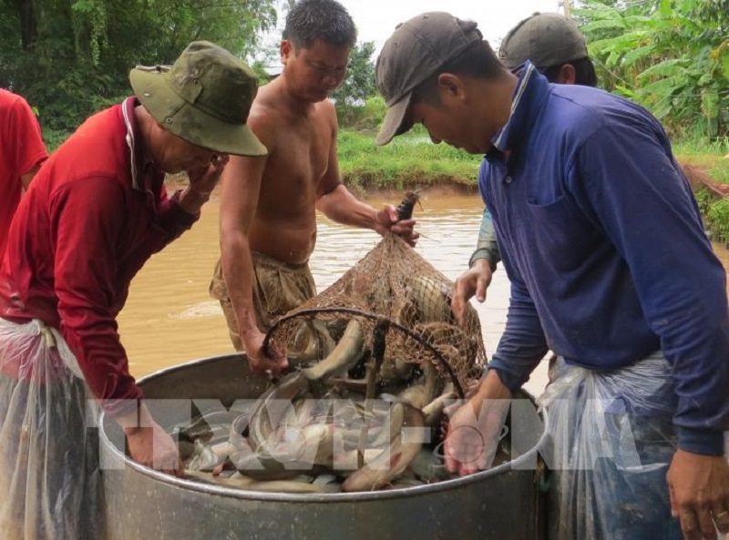 Giá thức ăn thủy sản tăng cao, người nuôi cá lóc thua lỗ