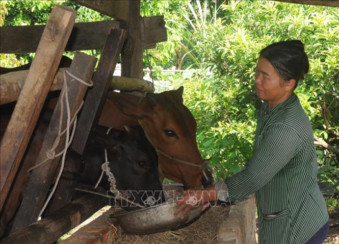 Tháng Nhân đạo 2022: Thoát nghèo bền vững nhờ 'ngân hàng bò'