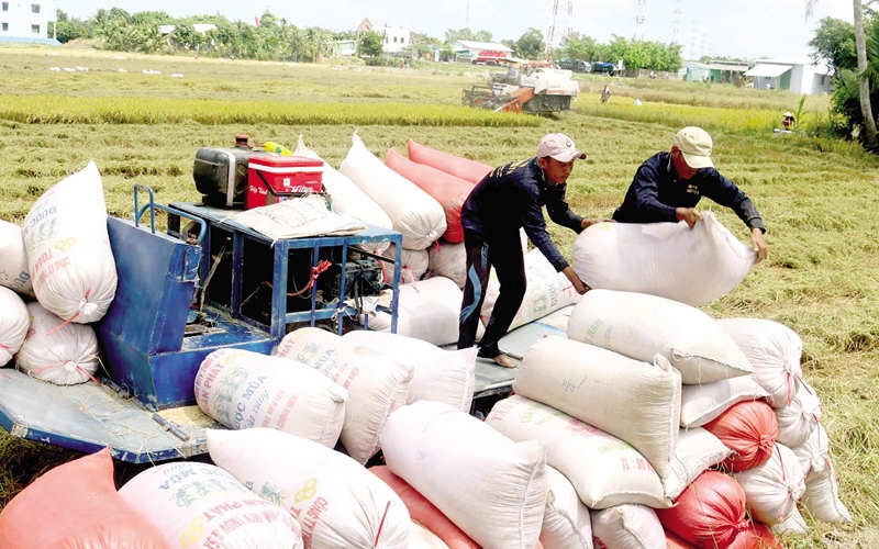 Giá lúa gạo hôm nay 18/5: Nguồn cung giảm, giá lúa gạo neo ở mức cao