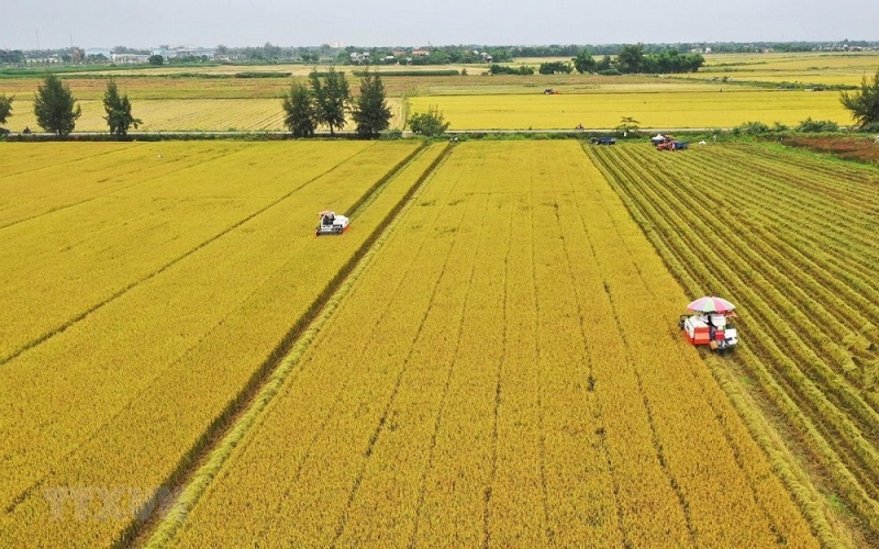 Giá lúa gạo hôm nay 21/5: Giá lúa Hè thu thấp, giao dịch ảm đạm