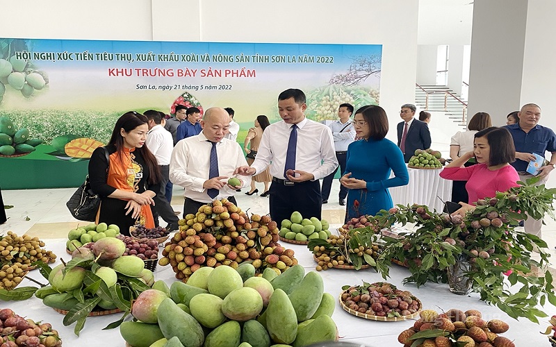 Sơn La kết nối tiêu thụ, xuất khẩu xoài và nông sản