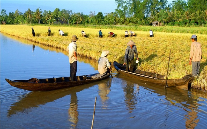 Hình thức xử phạt khi sử dụng sai mục đích đất trồng lúa