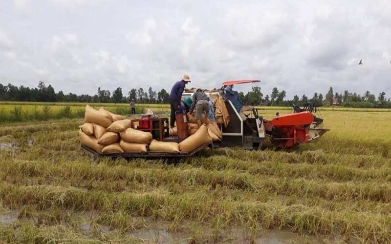 Giá lúa gạo hôm nay 31/5: Giá gạo xuất khẩu ở mức cao, doanh nghiệp đẩy mạnh thu gom