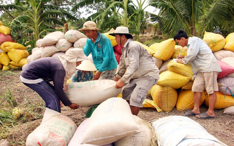 Giá lúa gạo hôm nay 3/6: Giá gạo tăng nhẹ 50 đồng/kg