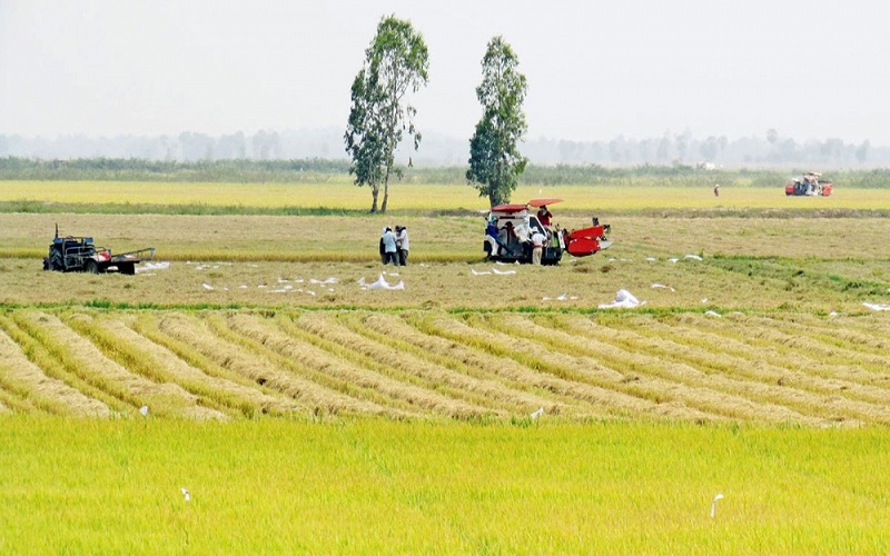 Giá lúa gạo hôm nay 4/6: Giá gạo đi ngang, thị trường giao dịch chậm